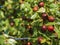 Ripe unabi on a tree branch in the garden. Close-up of tree branches with ziziphus fruits.  Fruit marmalade on a tree on a