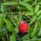 Ripe and unripe berries on shrub of Rubus illecebrosus. Common names include balloon berry and strawberry raspberry