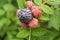 Ripe And Unripe Black Raspberry On Bunch