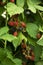 Ripe and unripe blackberries on the bush with selective focus. Bunch of berries.