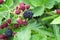 Ripe and unripe blackberries on the bush with selective focus. Bunch of berries in the garden