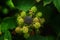 Ripe and unripe blackberries on the bush with selective focus. Bunch of blackberries.