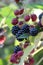 Ripe and unripe blackberries on the bush with selective focus. Bunch of blackberries. Berry background