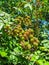 Ripe and unripe blackberries on the bush with selective focus. Bunch of wild berries