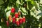 Ripe and unripe boysenberries growing on boysenberry bush in organic garden