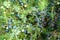 Ripe and unripe cone berries of Juniperus communis(common juniper)