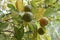 Ripe and unripe mediterranean oranges on the tree