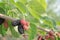 Ripe and unripe mulberry on the branch