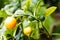 Ripe and unripe orange and green Kumquat fruit, Citrus Japonica