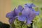 Ripe & Unripe Purple Hydrangea flowers