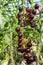 Ripe and unripe purple tomatoes growing on branch