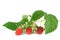 Ripe and unripe raspberries on a branch