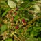 Ripe and unripe raspberries on a branch (Rubus idaeus)