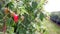 Ripe and unripe raspberries on a bush on a plantation