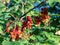 Ripe, unripe and ripening redcurrants ribes rubrum on the branch between green leaves in the bright sunlight