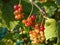 Ripe, unripe and ripening redcurrants ribes rubrum on the branch between green leaves in the bright sunlight