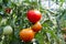 Ripe and unripe tomatoes group on the vine,in the greenhouse