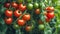 Ripe and Unripe Tomatoes on the Vine