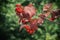 Ripe viburnum berries on a branch with red leaves