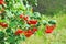 Ripe viburnum on branch