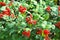 Ripe viburnum on branch