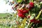 Ripe viburnum fruits on a branch on an autumn Sunny day, close-up