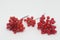 Ripe Viburnum (viburnum opulus) berries isolated on white. Highbush cranberry fruit clusters