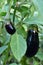 Ripe violet eggplants on the bush