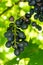 Ripe violet wine grapes hanging from plant