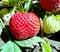 Ripe vs unripe strawberry
