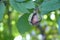 Ripe walnut on branch with green leaves. Juglans regia fruit ripening on tree