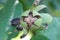 Ripe walnut on branch with green leaves. Juglans regia fruit ripening on tree