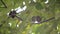 Ripe walnuts in broken peel on branch. Ripe walnut growing on a tree