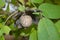 Ripe walnuts grow on a tree