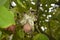 Ripe walnuts grow on a tree