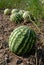 Ripe water-melons