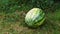 Ripe watermelons on the grass