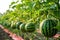 Ripe watermelons growing in a sunny field