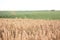 Ripe wheat in the agricultural field. Golden ears of wheat