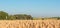 Ripe wheat in the agricultural field. Golden ears of wheat