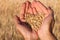 Ripe wheat bean seed in farmer hands.