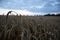 Ripe wheat crop field in the late summer. Ready for harvesting.