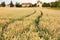 Ripe wheat ears with tractor tracks on field background