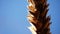 Ripe wheat in farmers field blue sky background