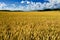 Ripe wheat field