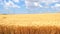 Ripe wheat field, blue sky, white clouds (4K)
