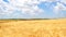 Ripe wheat field, blue sky, white clouds (4K)