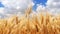 Ripe wheat field, blue sky, white clouds (4K)