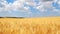 Ripe wheat field, blue sky, white clouds (4K)