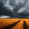 Ripe wheat field and dramatic clouds